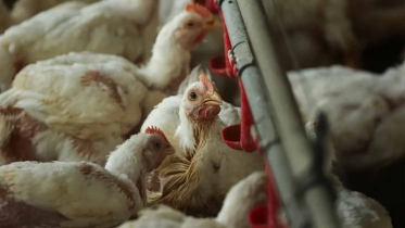 ইউরোপজুড়ে বার্ড ফ্লুর প্রাদুর্ভাব, দেশে দেশে পোলট্রি খামার লকডাউন